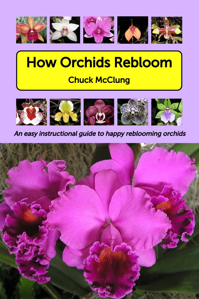 How Orchids Rebloom book cover