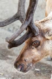 reindeer